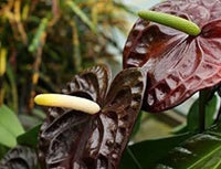 Dark Brown Anthurium Flower Seeds for Planting Low Maintenance Heirloom & GMO Free Seeds for Home Garden
 
 Sale