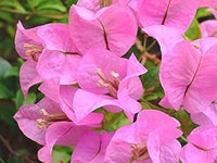 Baby Pink Bougainvillea Flower seeds for Planting - Perfect for Borders, Heirloom & GMO Free Seeds for Home Garden
 
 Sale seeds for planting in home garden
