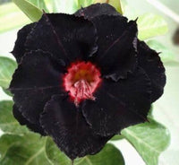 Black Gloxinia Flower Seeds for Planting Garden Favorite Heirloom & GMO Free Seeds for Home Garden
 
 Sale