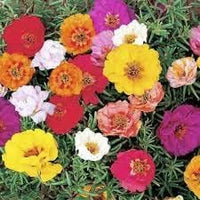 Heirloom Portulaca Flower seeds for Planting Sun Loving Heirloom & GMO Free Seeds for Home Garden 
 
 Sale for planting in home garden
