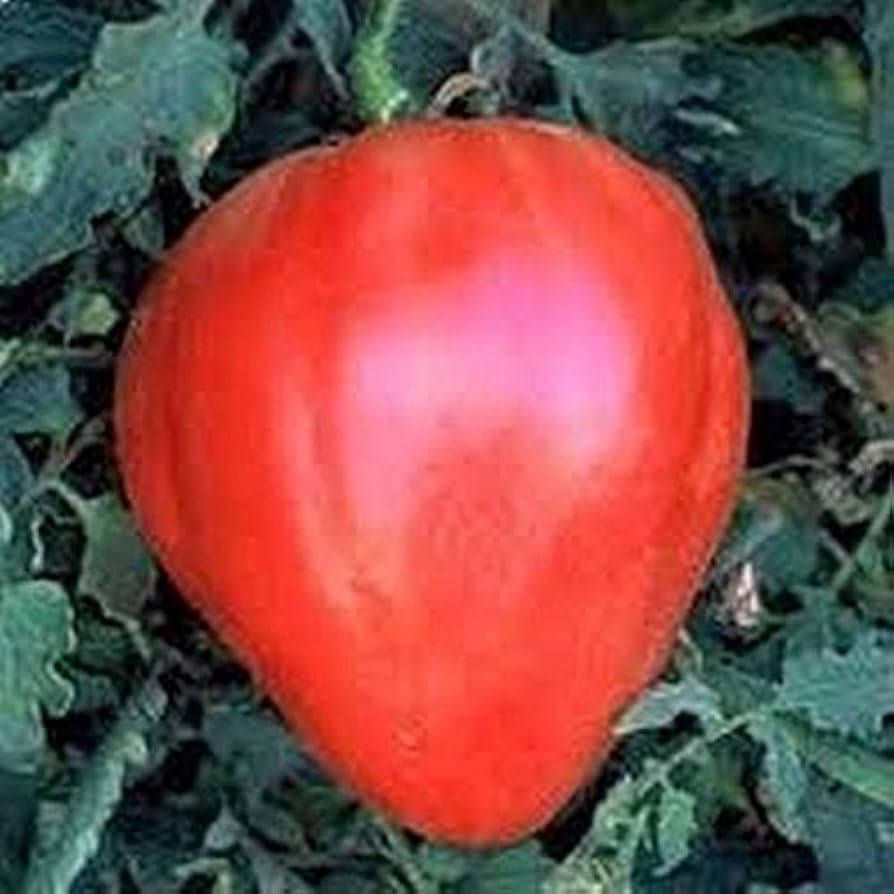 Oxheart Tomato Seeds for Planting Solanum lycopersicum for vegetable patches and home gardens