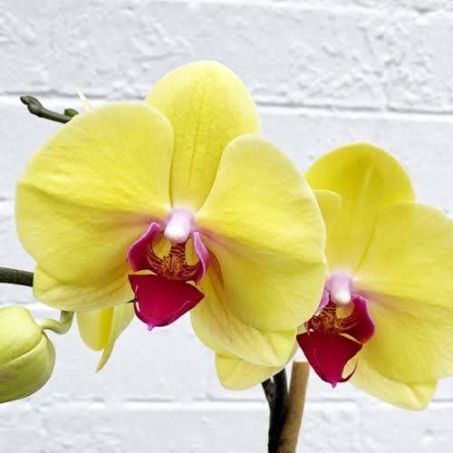 Red Yellow Phalaenopsis Orchid Flower Seeds for Planting Vibrant Colors Heirloom & GMO Free Seeds for Home Garden
 
 Sale