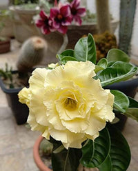 Light Yellow Adenium Obesum Seeds Flower seeds for Planting Easy to Grow Heirloom & GMO Free Seeds for Home Garden