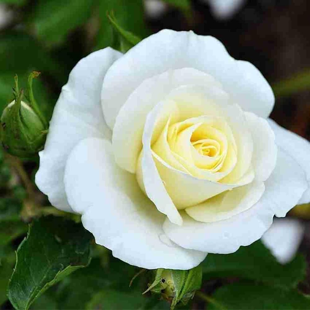 Yellow and White Rose Flower Seeds Planting for Colorful Gardens