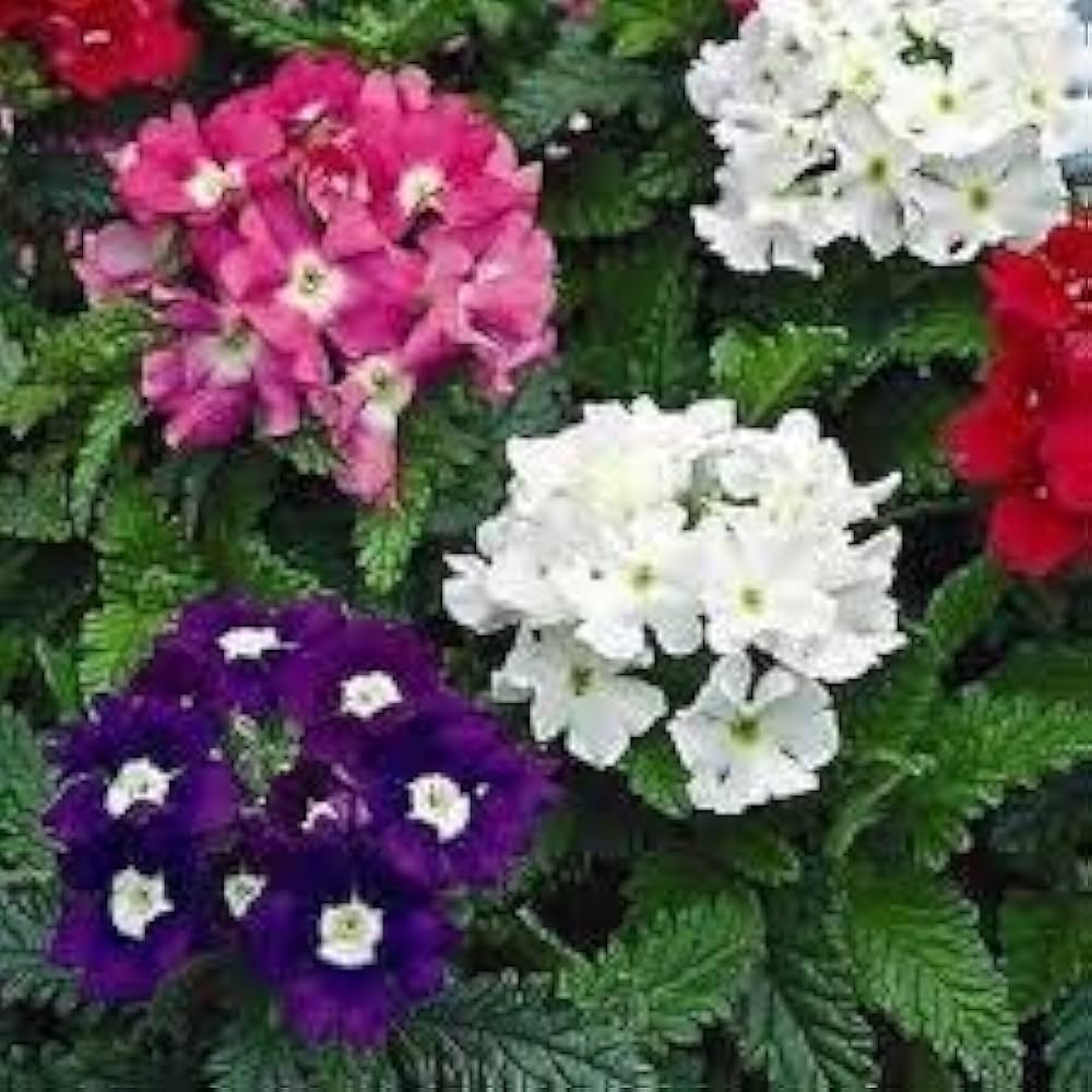 Verbena Mixed Colors Flower Seeds for Planting