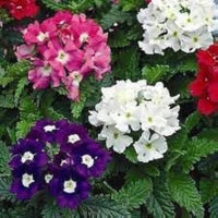 Verbena Mixed Colors Flower Seeds for Planting