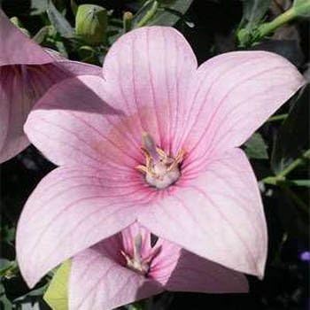 Balloon Flower Seeds - Blue (Platycodon) for Unique, Balloon-Shaped Blooms