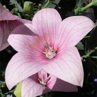 Balloon Flower Seeds - Blue (Platycodon) for Unique, Balloon-Shaped Blooms