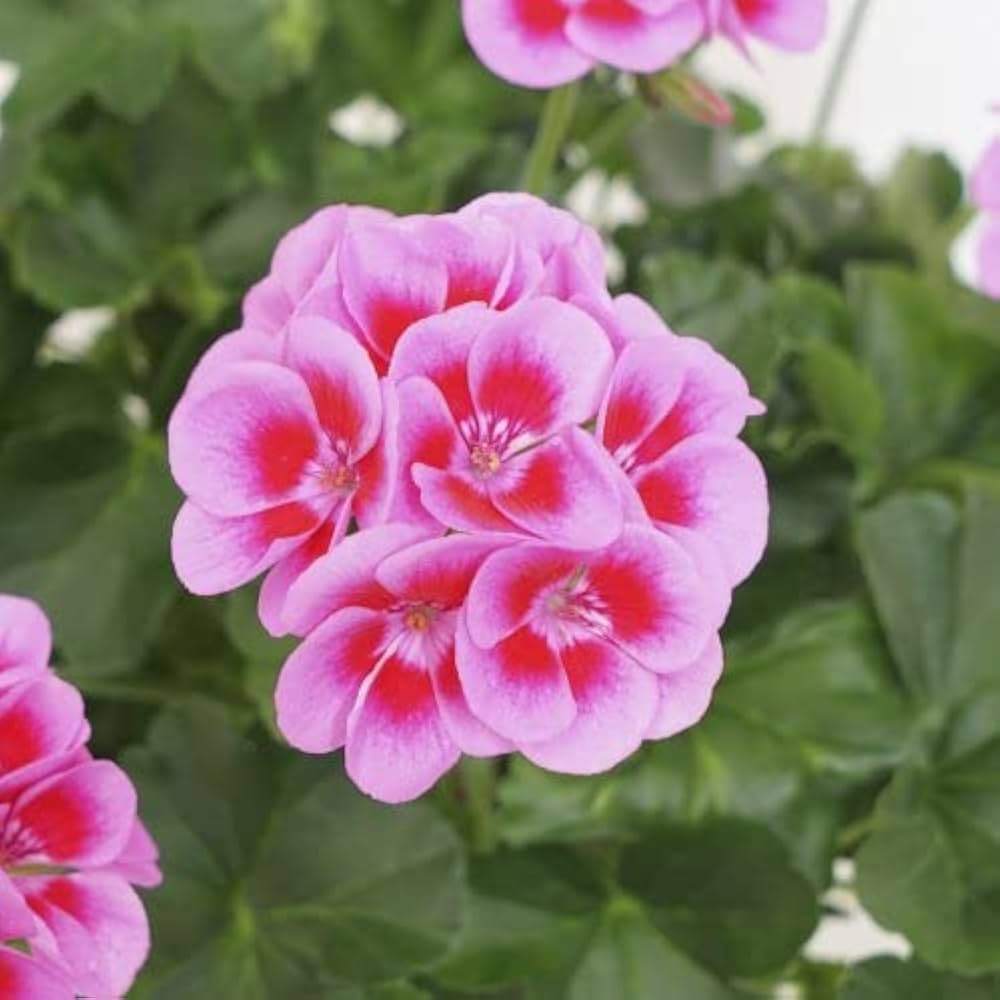 Geranium Flower seeds for Planting Bright Blooms Heirloom & GMO Free Seeds for Home Garden