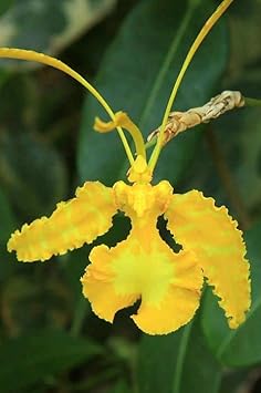 Yellow Butterfly Orchid Flower seeds for Planting - Premium Quality, Heirloom & GMO Free Seeds for Home Garden
 
 Sale for planting in home garden