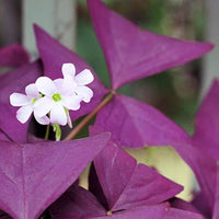 Oxalis Corymbosa Flower seeds for Planting - Perfect for Borders, Heirloom & GMO Free Seeds for Home Garden
 
 Sale