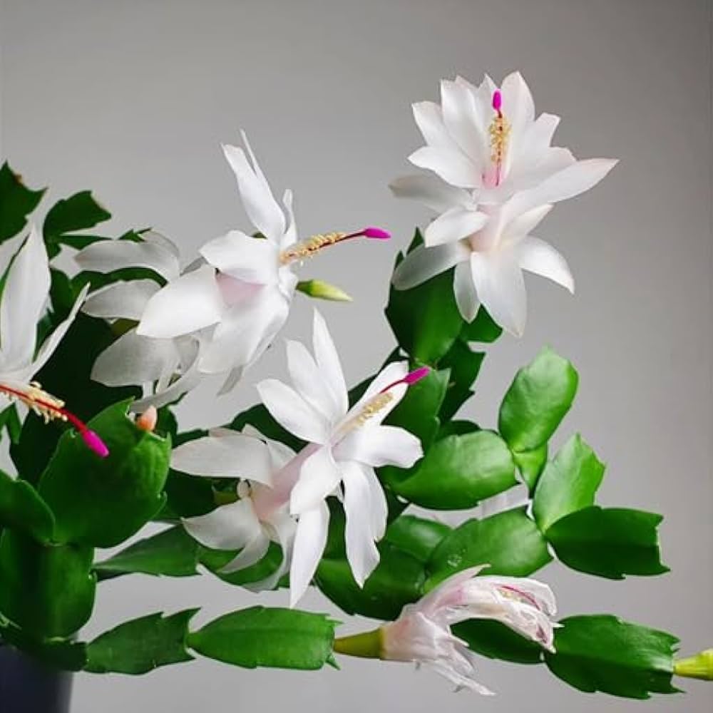 White Zygocactus Flower seeds for Planting - Easy to Grow, Heirloom & GMO Free Seeds for Home Garden