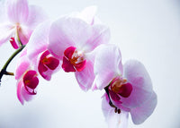 Mini Orchid Phalaenopsis Bonsai Flower Seeds