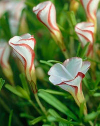 Orange Oxalis Versicolor Flower seeds for Planting - Premium Quality, Heirloom & GMO Free Seeds for Home Garden