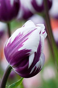 White Violet Tulip Flower seeds for Planting Perfect for Borders Heirloom & GMO Free Seeds for Home Garden