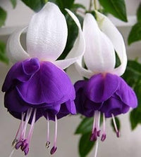 Purple White Fuchsia Flower seeds for Planting Long Bloom Season Heirloom & GMO Free Seeds for Home Garden