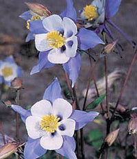 Aquilegia Blue Star Columbine Seeds for Unique Blue Flowers