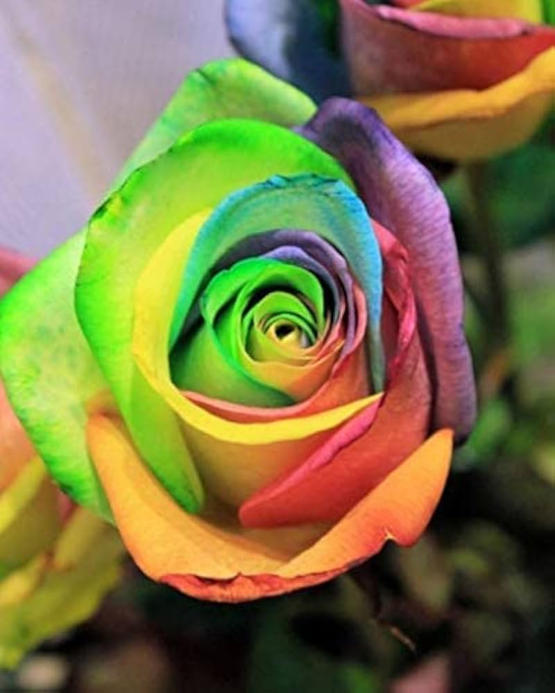 Green MultiColor Rose Flower Seeds for Planting Low Maintenance Heirloom & GMO Free Seeds for Home Garden
 
 Sale