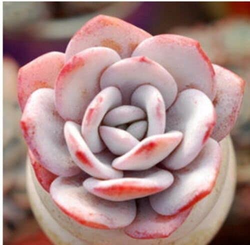 Light Pink Echeveria Laui Flower seeds for Planting Fragrant Blossoms Heirloom & GMO Free Seeds for Home Garden 
 
 Sale