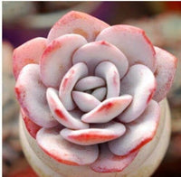 Light Pink Echeveria Laui Flower seeds for Planting Fragrant Blossoms Heirloom & GMO Free Seeds for Home Garden 
 
 Sale
