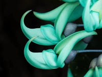 Jade Green Flower seeds for Planting - Long Bloom Season, Heirloom & GMO Free Seeds for Home Garden
 
 Sale for planting in home garden.