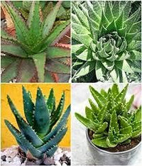 Mixed Aloe Vera Flower seeds for Planting - Cottage Garden Essential, Heirloom & GMO Free Seeds for Home Garden
 
 Sale seeds for home garden