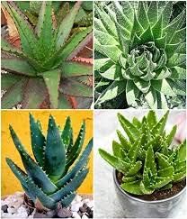 Mixed Aloe Vera Flower seeds for Planting - Cottage Garden Essential, Heirloom & GMO Free Seeds for Home Garden
 
 Sale seeds for home garden
