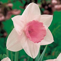 Pale Pink Narcissus Flower seeds for Planting - Shade Tolerant, Heirloom & GMO Free Seeds for Home Garden
 
 Sale seeds for planting in home garden