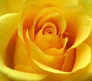 Yellow Rose Seeds for Planting - Beautiful Garden Blooms