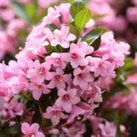 Weigela Florida Bush Seeds – Altmodische Flowering Shrub Variety