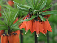 Fritillaria (Fritillaria Imperialis) seeds for planting in home garden