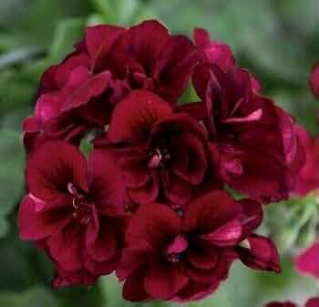 Maroon Big Blooms Geranium Flower Seeds for Planting Wildflower Mix Heirloom & GMO Free Seeds for Home Garden
 
 Sale