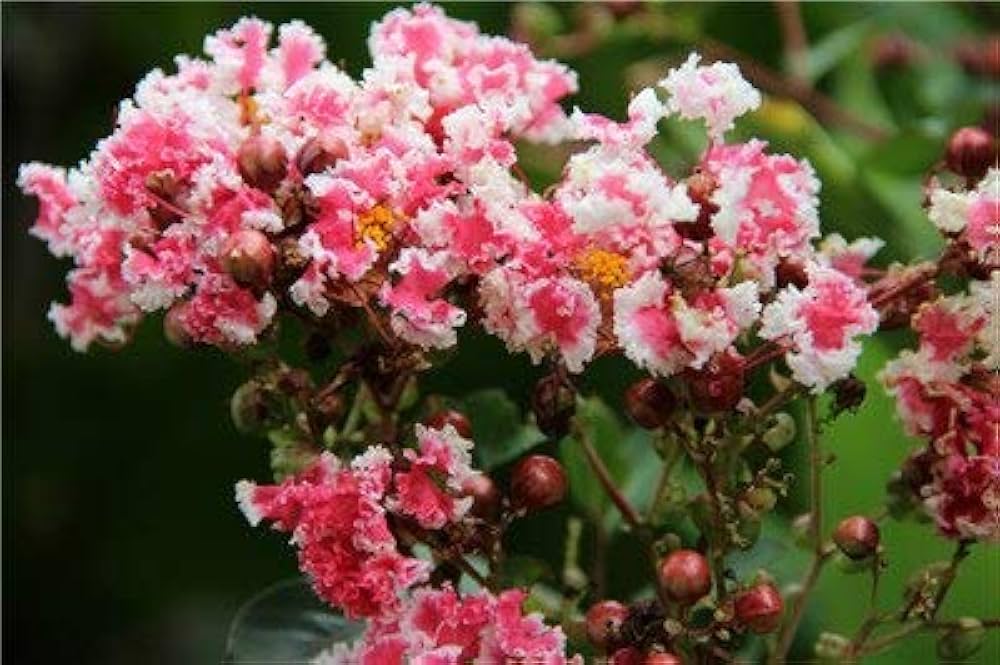 Mixed Crepe Myrtle Flower seeds for Planting - Bright Blooms, Heirloom & GMO Free Seeds for Home Garden