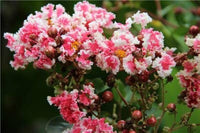 Mixed Crepe Myrtle Flower seeds for Planting - Bright Blooms, Heirloom & GMO Free Seeds for Home Garden