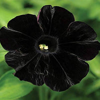 Petunia Debonair Black Cherry Flower seeds for Planting Fragrant Blossoms Heirloom & GMO Free Seeds for Home Garden