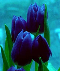 Dark Blue Tulip Flower Seeds for Planting Shade Tolerant Heirloom & GMO Free Seeds for Home Garden
 
 Sale