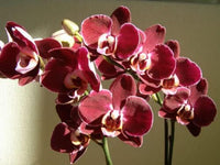 Maroon Phalaenopsis Orchid Flower Seeds for Planting Premium Quality Heirloom & GMO Free Seeds for Home Garden  Sale