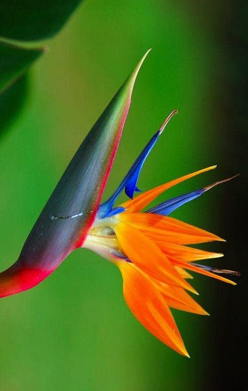 Yellow Strelitzia Reginae Flower seeds for Planting Pollinator Friendly Heirloom & GMO Free Seeds for Home Garden
