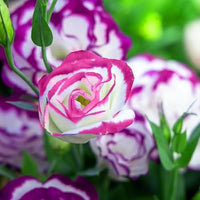 Pink Picotte Eustoma (Lisianthus) Flower seeds for Planting - Bright Blooms, Heirloom & GMO Free Seeds for Home Garden