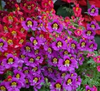 Schizanthus Flower seeds for Planting - Wildflower Mix, Heirloom & GMO Free Seeds for Home Garden