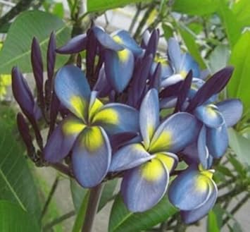 Blue Yellow Frangipani Flower seeds for Planting - Seasonal Bloomer, Heirloom & GMO Free Seeds for Home Garden
 
 Sale seeds for planting in home garden