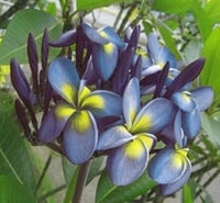Blue Yellow Frangipani Flower seeds for Planting - Seasonal Bloomer, Heirloom & GMO Free Seeds for Home Garden
 
 Sale seeds for planting in home garden