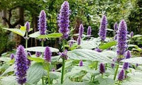 Agastache Rugosa Flower seeds for Planting - Compact Growth, Heirloom & GMO Free Seeds for Home Garden
 
 Sale seeds for planting in home garden