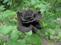 Dark Grey Rose Flower Seeds for Planting Wildflower Mix Heirloom & GMO Free Seeds for Home Garden
 
 Sale