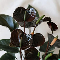 Black Anthurium Flower seeds for Planting Shade Tolerant Heirloom & GMO Free Seeds for Home Garden