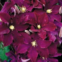 Burgundy (Burgundy Clematis) seeds for planting in home garden