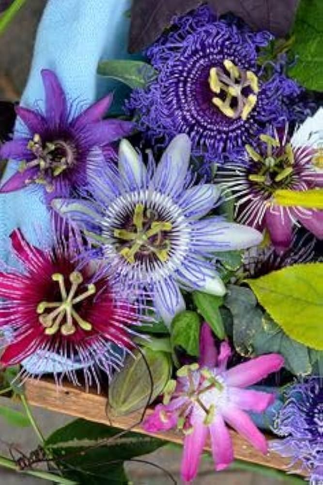 Passion Flower seeds for Planting Long Bloom Season Heirloom & GMO Free Seeds for Home Garden