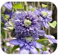 Purple Clematis Flower seeds for Planting - Fragrant Blossoms, Heirloom & GMO Free Seeds for Home Garden
 
 Sale seeds for home garden
