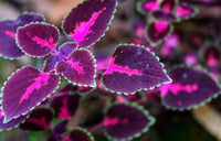 Black Pink Coleus Flower seeds for Planting Garden Favorite Heirloom & GMO Free Seeds for Home Garden