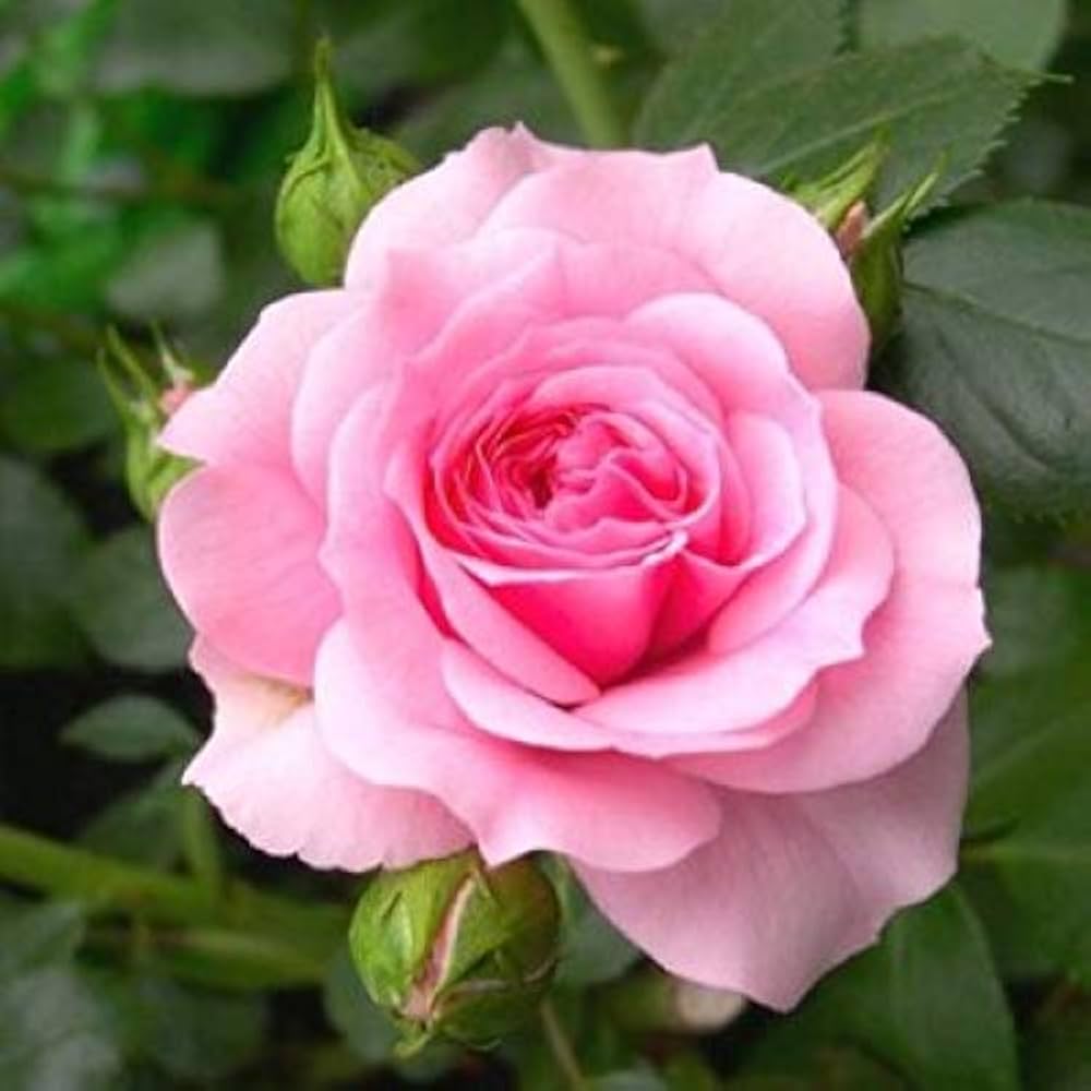Light Pink Double Petal English Rose Seeds for Planting Easy to Grow Heirloom & GMO Free Seeds for Home Garden
 
 Sale